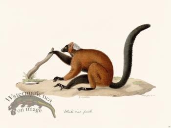 Cuvier 380 Female Red Maki